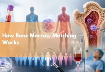 Bone Marrow Donor Matching Process