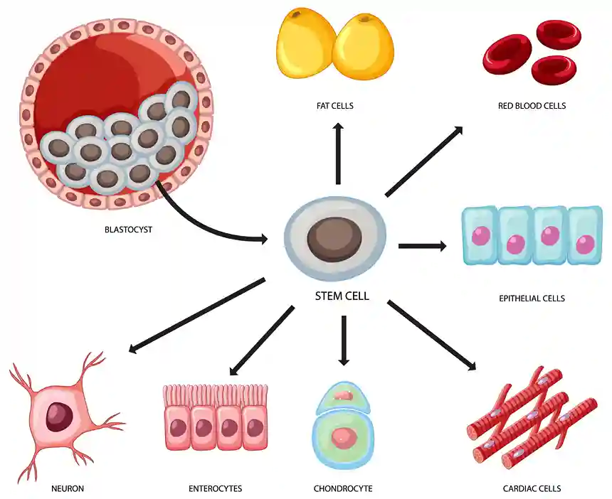 applications of stem cell