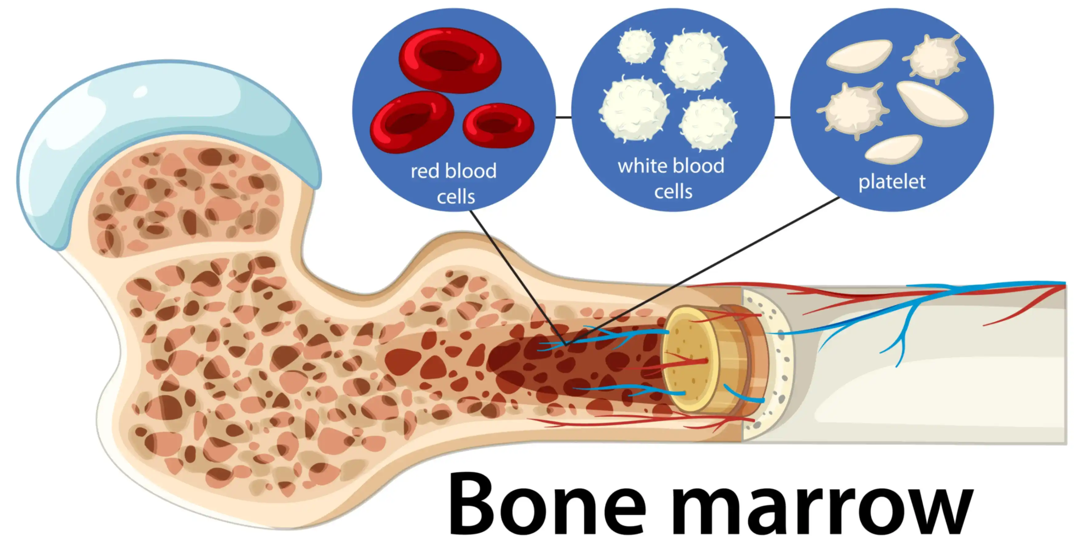 bone marrow is important for producing healthy blood cells that protect from infections